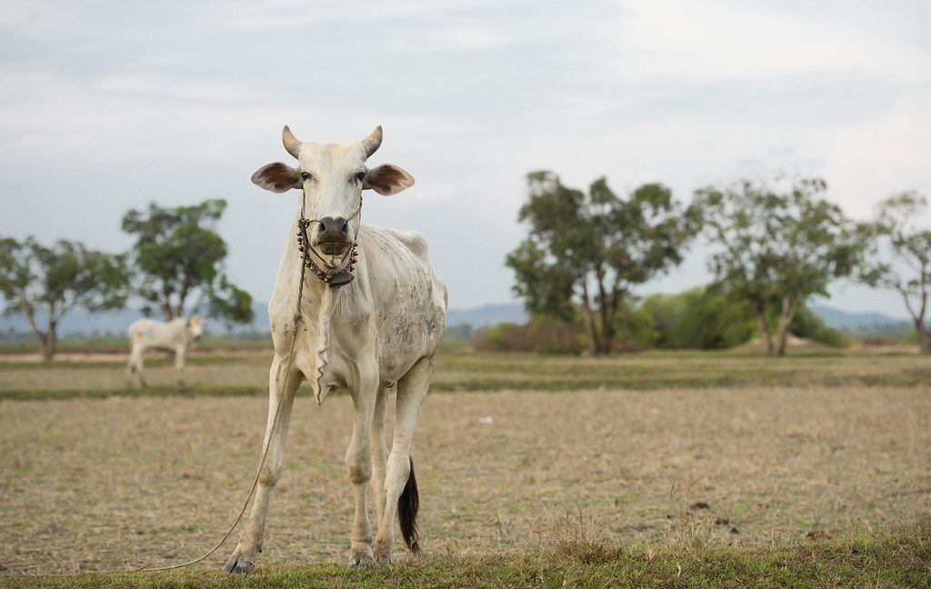 Notes from Kampot Slow: A Travel Diary — Kampot, Cambodia travel guide
