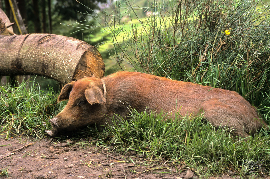 Notes from Sorata Slow: A Travel Diary — Sorata, Bolivia travel guide