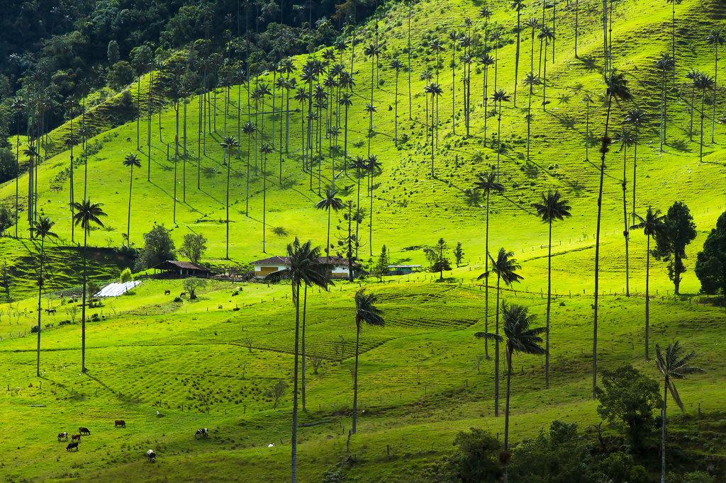 Notes from Salento Slow: A Travel Diary — Salento, Colombia travel guide