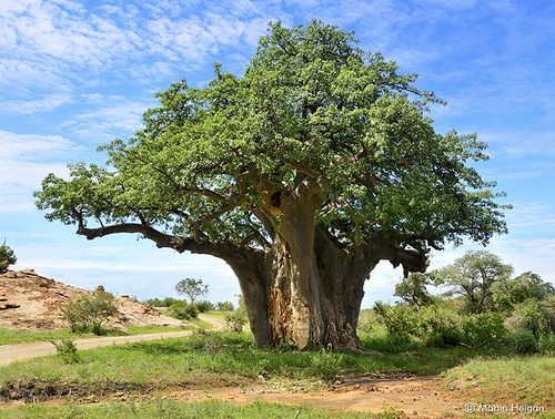 Notes from Mapungubwe Cultural Landscape: A Story from Limpopo