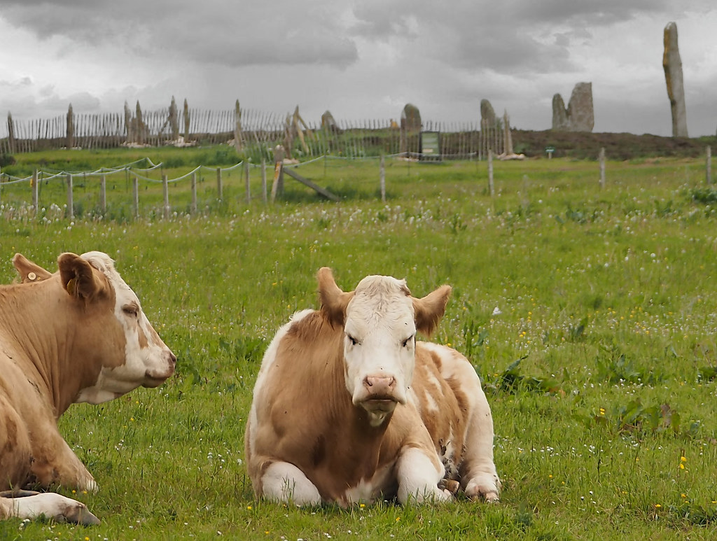 Notes from Stromness Slow: A Travel Diary — Stromness, United Kingdom travel guide