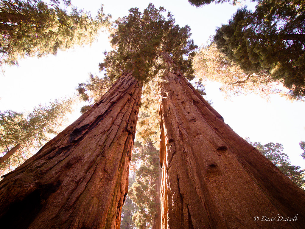 Notes from Yosemite: A Slow Travel Diary