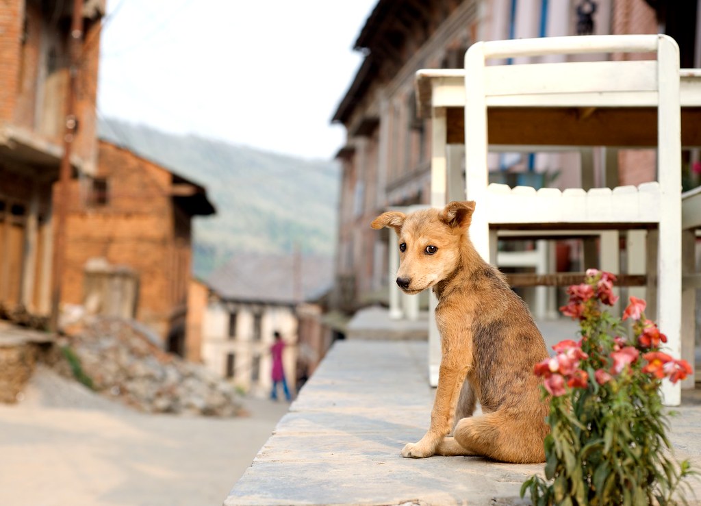 Notes from Bandipur Slow: A Travel Diary — Bandipur, Nepal travel guide