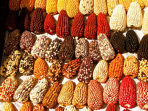 Notes from Arequipa Slow: A Travel Diary — Arequipa, Peru travel guide