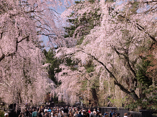 Notes from Kakunodate Slow: A Travel Diary — Kakunodate, Japan travel guide